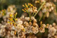 Zomerbloemen | Nederland | augustus | foto van de natuur