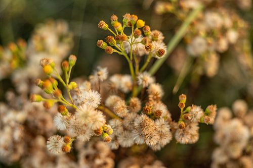 Zomerbloemen | Nederland | augustus | foto van de natuur