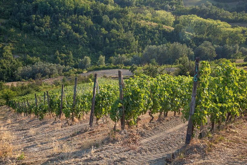 Wine field (vines) in Costa Vescovato, Piemonte, Italy by Joost Adriaanse