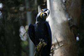 Hyazinth-Ara von Suzana Luttermann