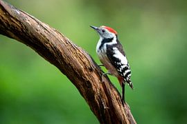 Middle spotted woodpecker by Aalt van Tongeren