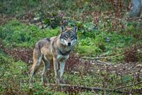 De wolf komt er aan