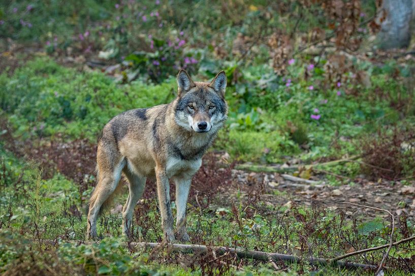 De wolf komt er aan van Fokko Erhart