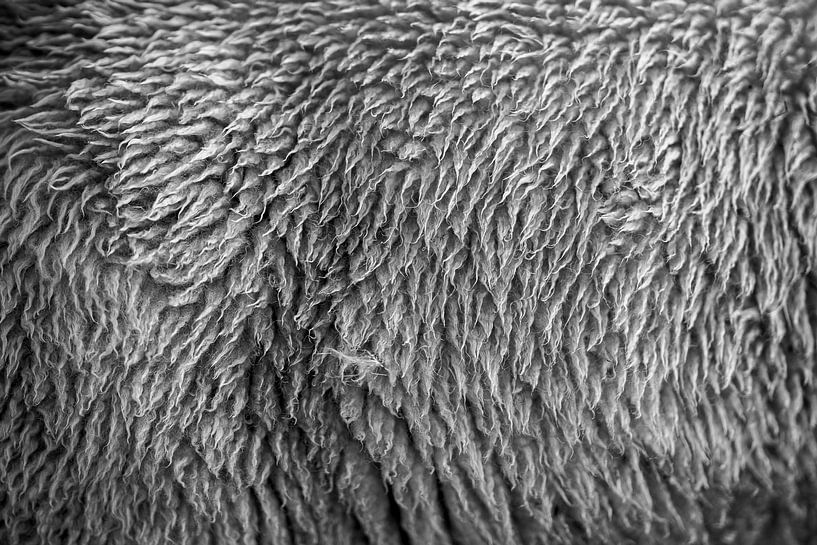 Schafsfell von Steven Dijkshoorn
