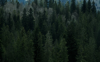 Forêt dans les montagnes