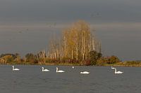 Zwanen in de ochtendzon