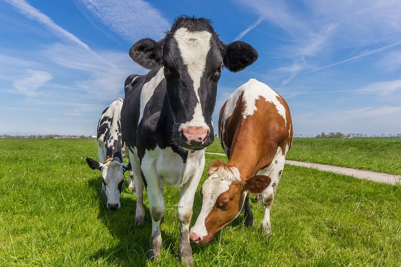 Three typical Dutch cows in the Groningen landscape by Marc Venema