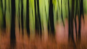 rêver de bois