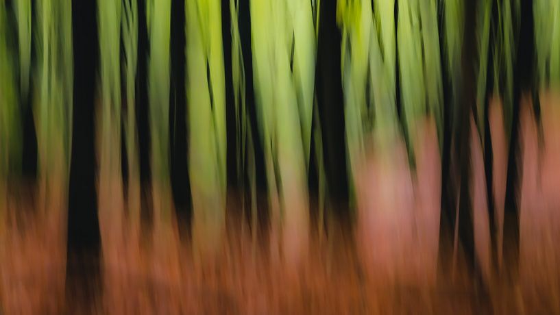 dreaming of woods by Michel Seelen