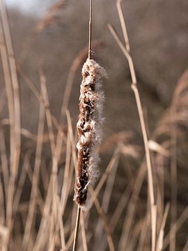 Schilf im Frühjahr von Bas Marijnissen