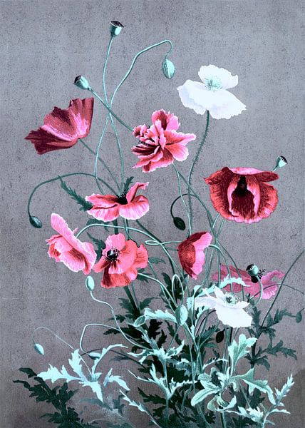 Corn poppy by FRESH Fine Art
