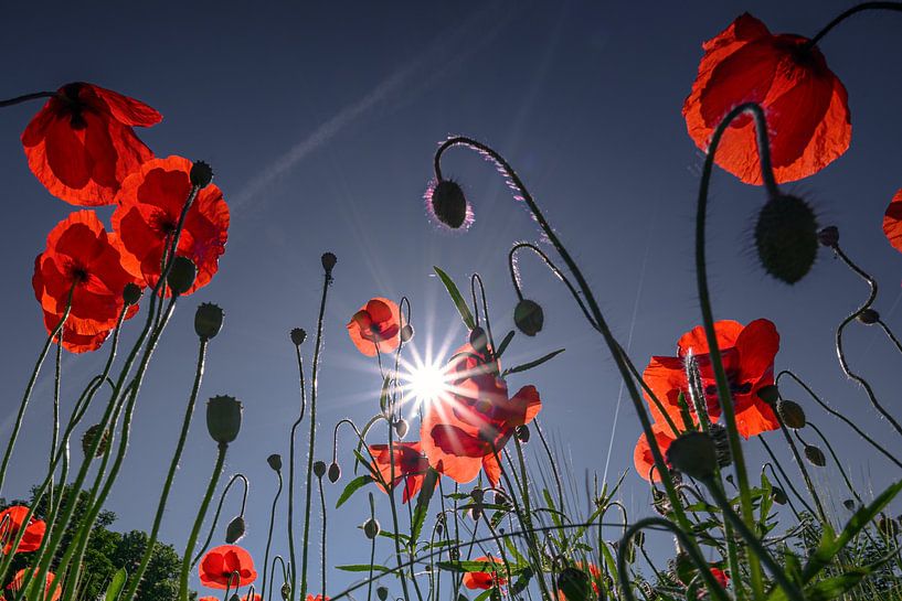 Poppies in the morning backlight by Kurt Krause
