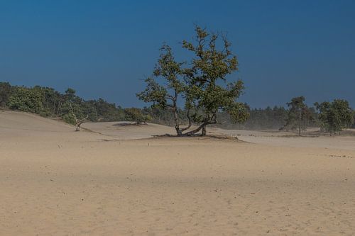 Loonse en Drunense Duinen - Zandverstuiving