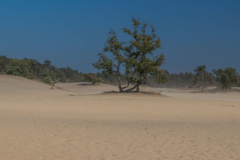 Loonse and Drunense Dunes - Sand drifts by Frank Smit Fotografie