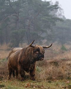 Schottischer Highlander-Stier