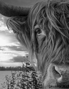 Nahaufnahme Schottischer Highlander