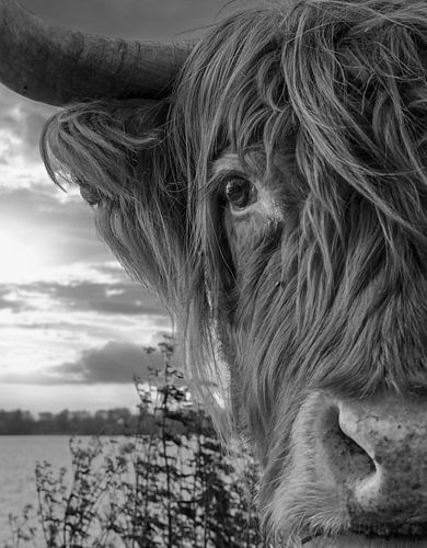 Close-up Scottish Highlander