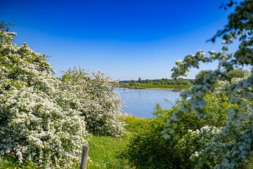 Hawthorn in bloom along the river IJssel by FotoCreatives