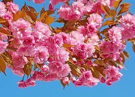 Ornamental cherry by Michael Schuppich
