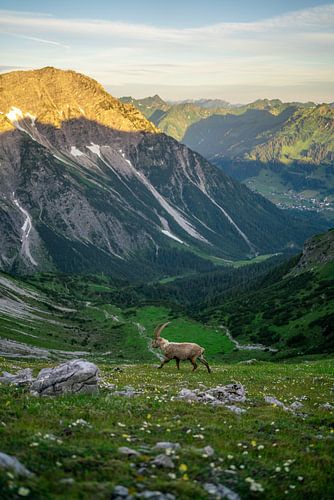 Steenbokken in Kleinwalsertal