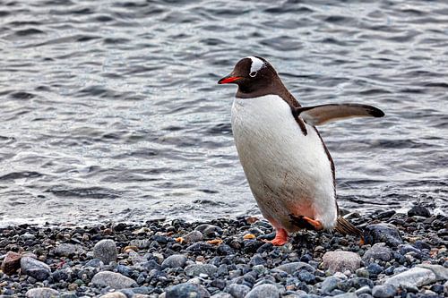 De ezelspinguïns van Antarctica