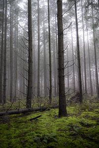 Forêt brumeuse avec mousse verte sur Elles van der Veen
