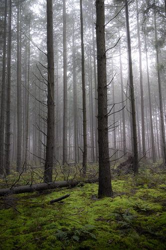 Forêt brumeuse avec mousse verte