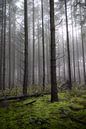 Mistig bos met groen mos van Elles van der Veen thumbnail