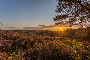 Zonsondergang boven de paarse heide op de Posbank van Stefan van der Wijst