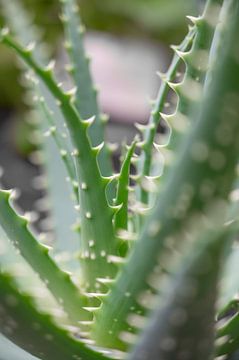 Mexikanischer Kaktus Kunstdruck - Botanische Naturfotografie von Christa Stroo photography