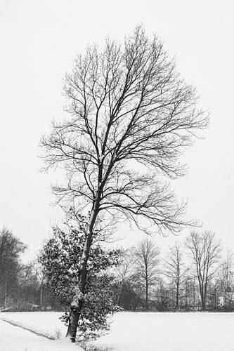Eiken boom in een sneeuw landschap.