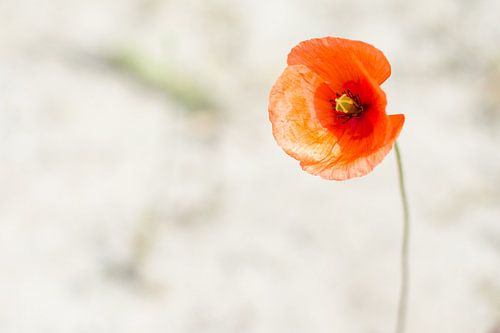 Eenzame klaproos von Gerben Duijster