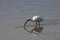 Lepelaar in het water
