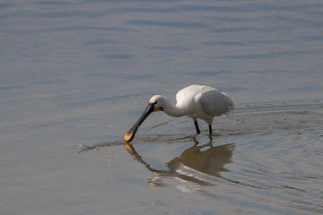 Lepelaar in het water van Bas Groenendijk