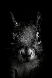 Eichhörnchen von Poster Art Shop