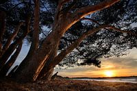 Trees and dunes