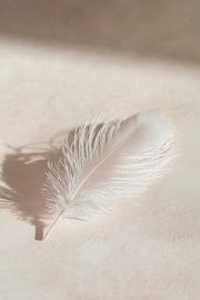 Sanfte Eleganz einer Feder von Poster Art Shop