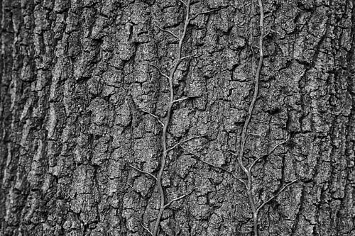 Arbre avec du lierre