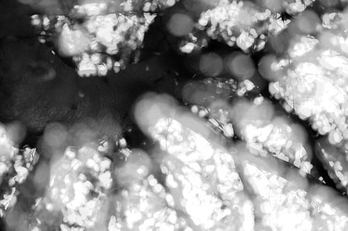 Des arbres pleins de souvenirs 2