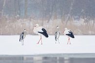 Meeting Blue Heron and Stork by Remco Van Daalen thumbnail