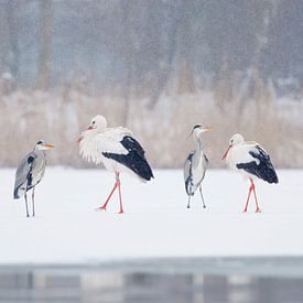 Bijeenkomst Blauwe Reiger en Ooievaar van Remco Van Daalen