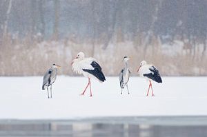 Treffen Blaureiher und Storch