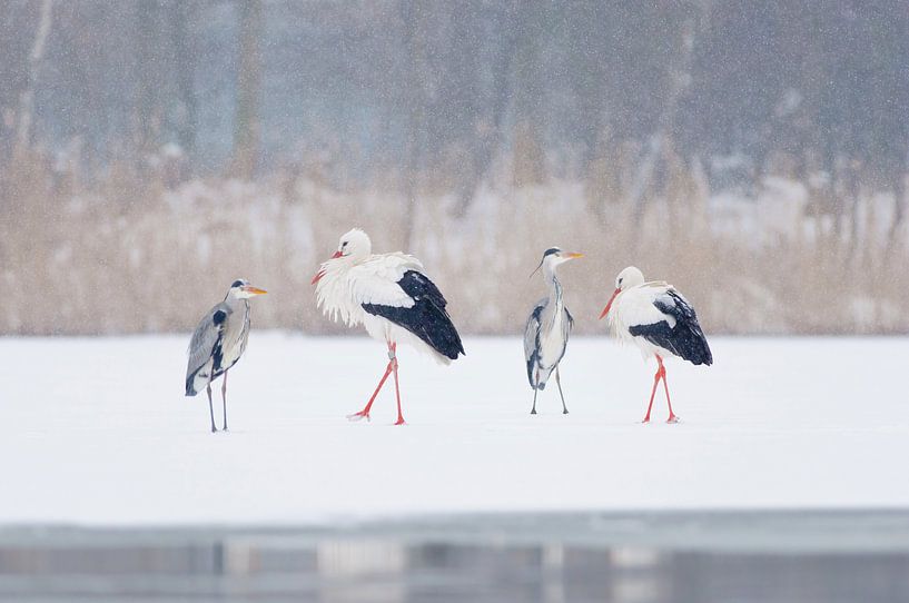 Meeting Blue Heron and Stork by Remco Van Daalen
