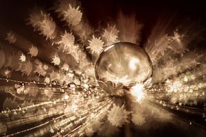 Löwenzahnflaum mit sternförmigem Bokeh