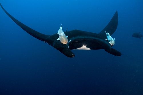 Schwarzer Pazifischer Manta