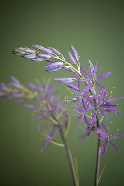 Purple prairie lily in detail by SomethingEllis