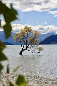 That Wanaka Tree, de beroemde boom in Wanaka, Nieuw Zeeland. van Be More Outdoor