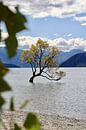 Iconic Wanaka Tree: Harmony of depth of field and Nature by Be More Outdoor thumbnail