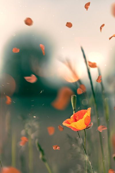 orange poppy by Bert-Jan de Wagenaar