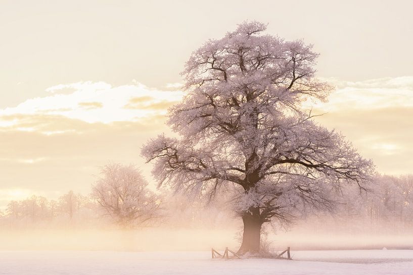 Winter Glow by Lars van de Goor